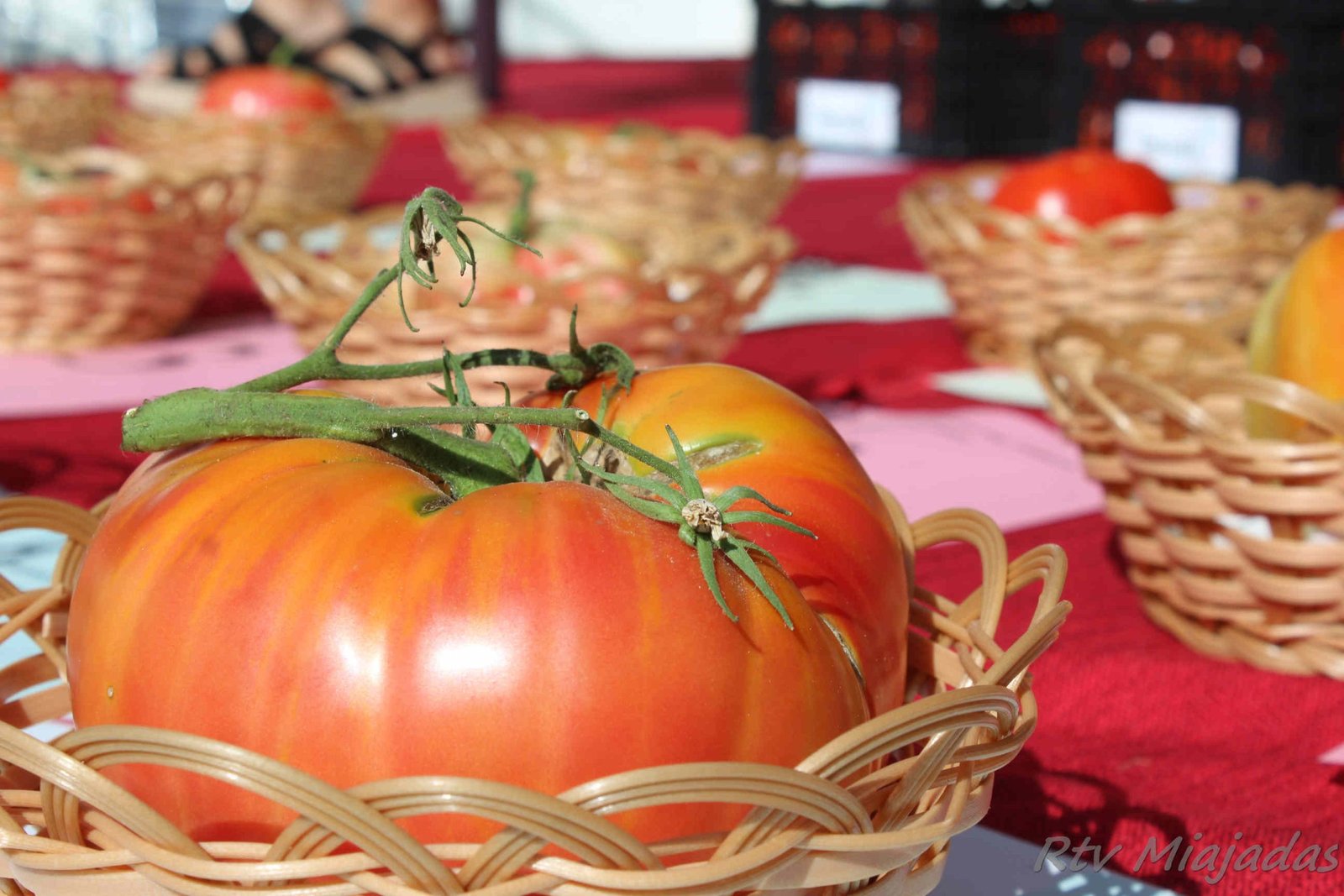 El XXXIX Concurso del Tomate de Miajadas se llevará a cabo el 10 de agosto con gran expectación y emoción