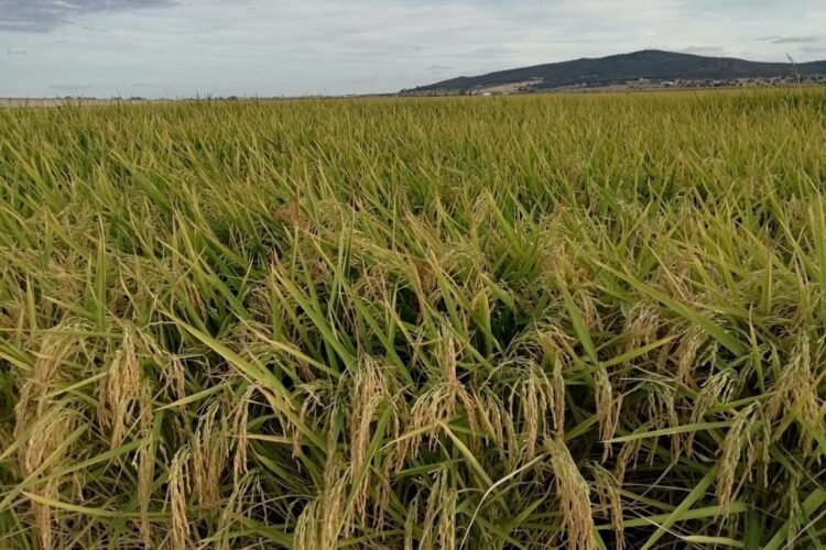 La Junta de Gobierno aprobó la estrategia oficial para erradicar la plaga del arroz en la región