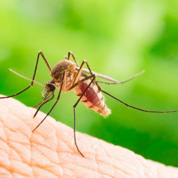 Prosigue el tratamiento contra los mosquitos en Miajadas y pedanías