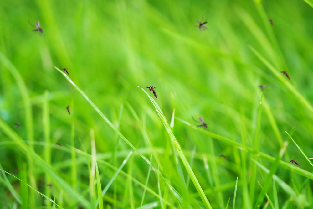Tratamiento integral contra la proliferación de mosquitos en Miajadas y pedanías para un verano más saludable