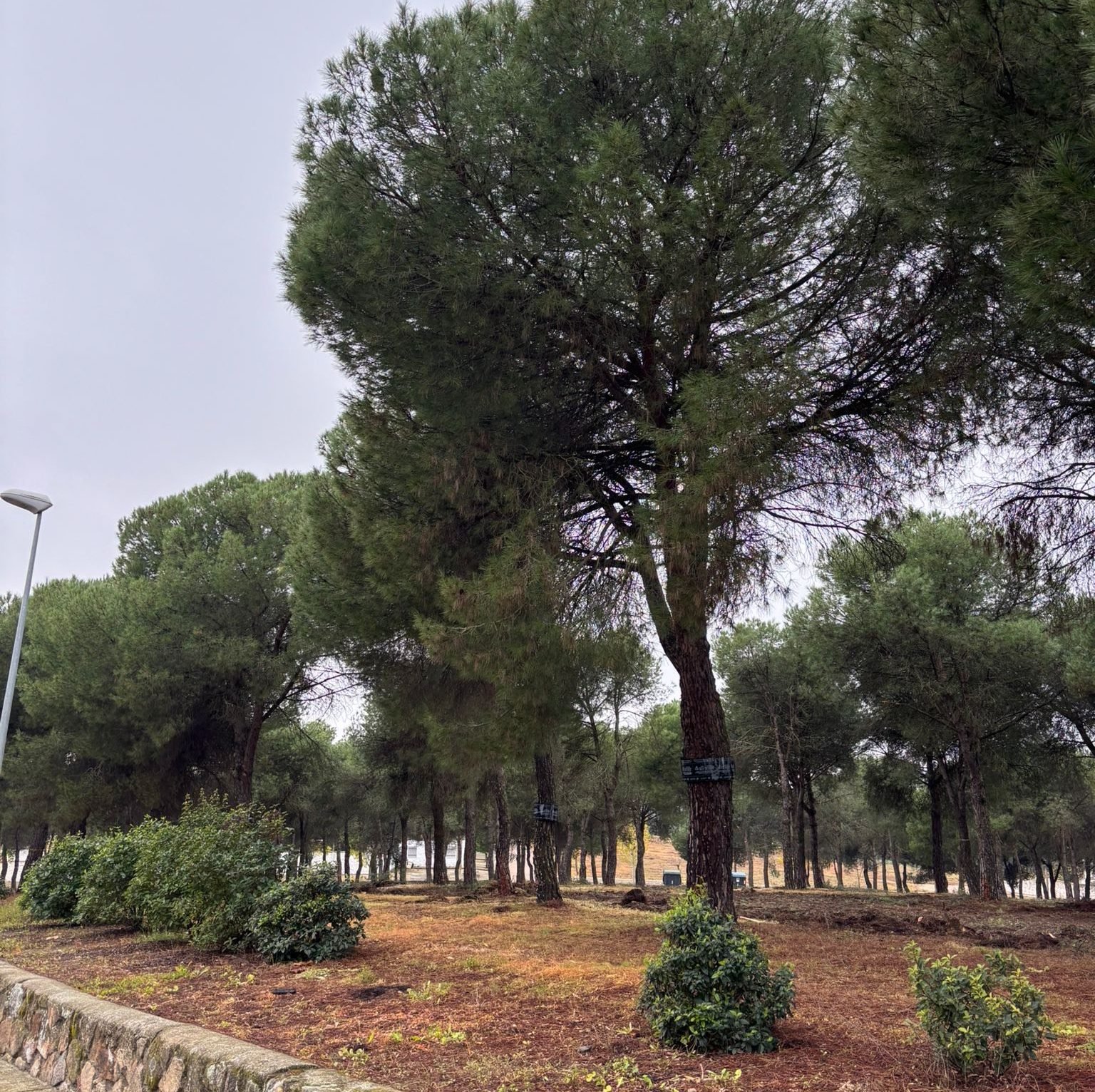 Reforestación de pinos en el Pinar de Casar de Miajadas: Un esfuerzo por la conservación y el medio ambiente