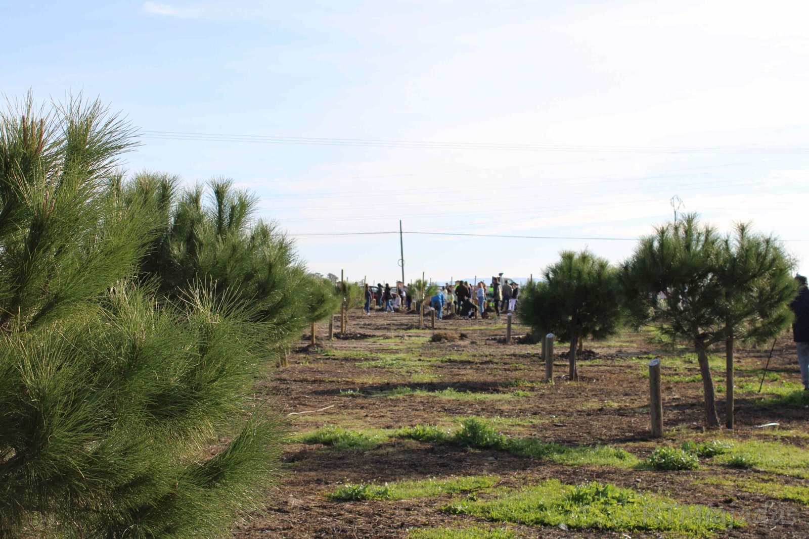 «Los niños de Miajadas 2022 y 2023 plantan su árbol en el Parque Mediterráneo»