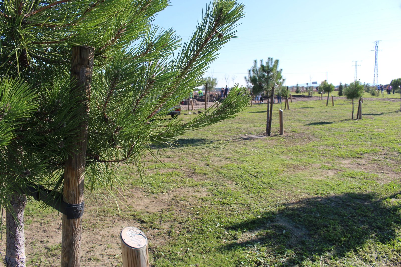«¡Participa en las plantaciones de ‘Crece Conmigo’ en Miajadas y pedanías: un futuro verde para todos!»