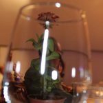 «Recibe a la primavera con un vino blanco: ¡Gran éxito en la cata de Miajadas!»