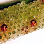 La resolución del DOE aprueba oficialmente la campaña de control fitosanitario contra la pudenta del arroz en Extremadura