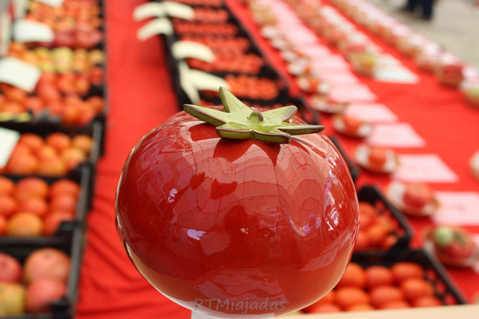 Tomate récord de 1,570 kg conquista el XL Concurso del Tomate en Miajadas 2025