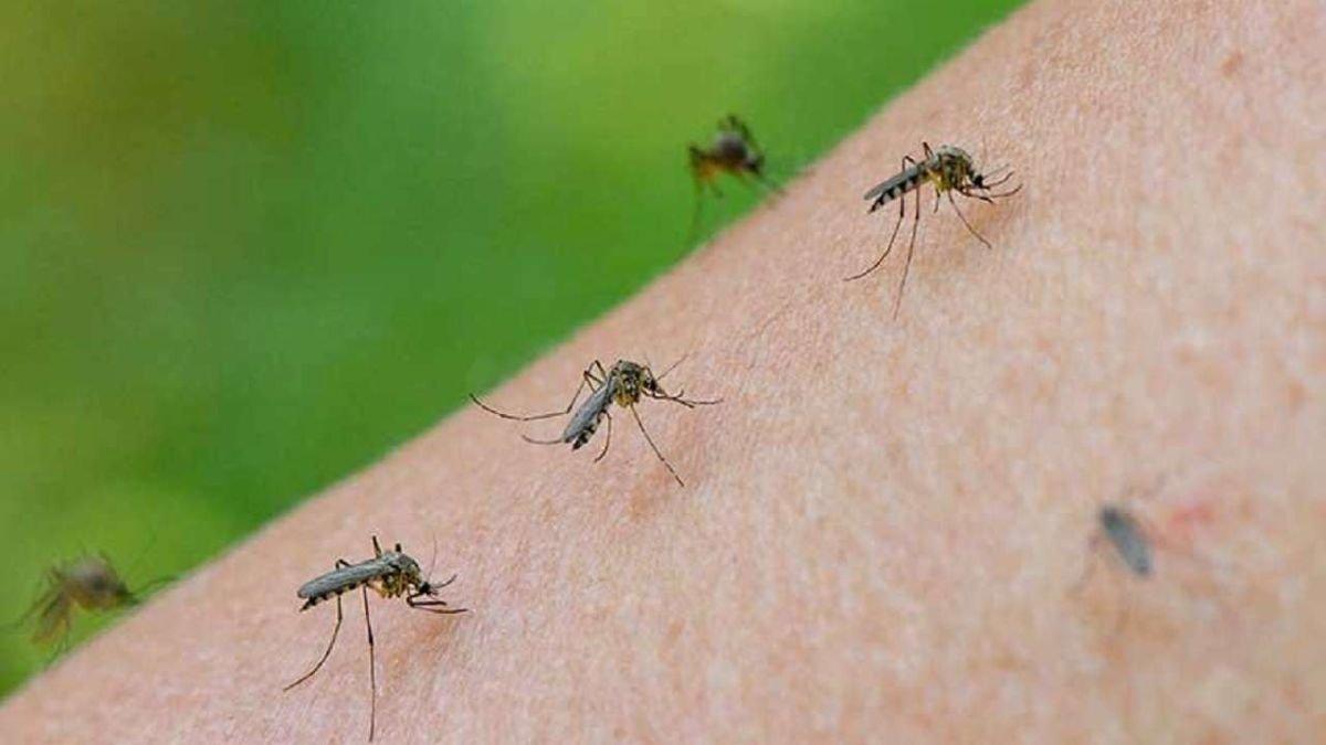 Continúan esta semana los trabajos para frenar la proliferación de mosquitos en Miajadas y sus pedanías